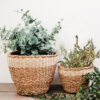 Savar Planter